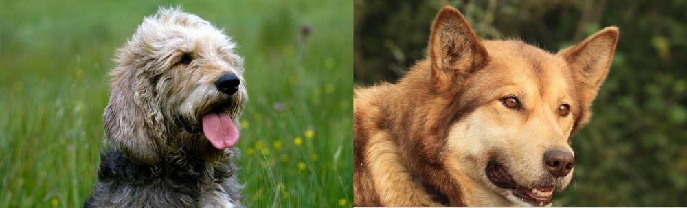 Seppala Siberian Sleddog vs Otterhound - Breed Comparison