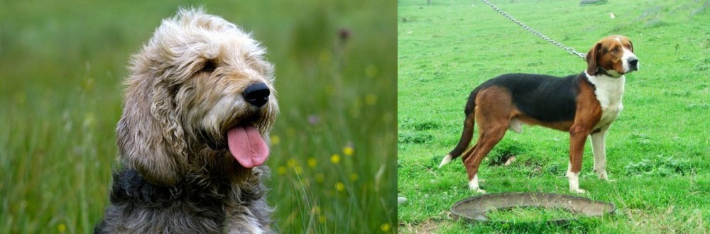 Serbian Tricolour Hound vs Otterhound - Breed Comparison