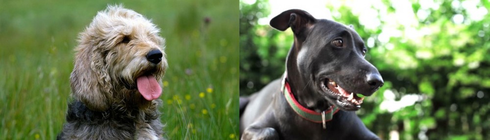 Shepard Labrador vs Otterhound - Breed Comparison