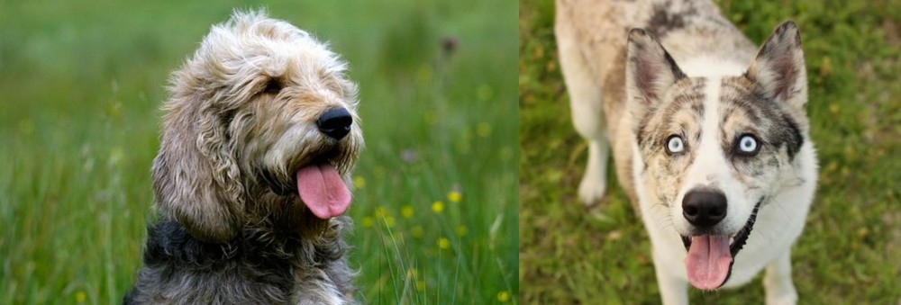 Shepherd Husky vs Otterhound - Breed Comparison