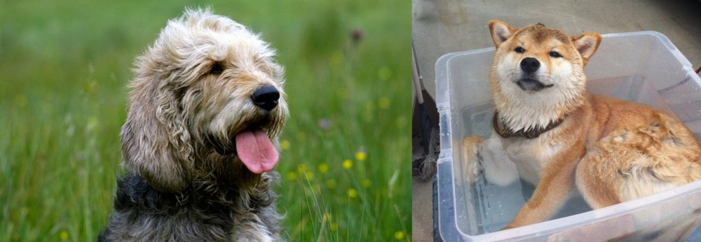 Shiba Inu vs Otterhound - Breed Comparison