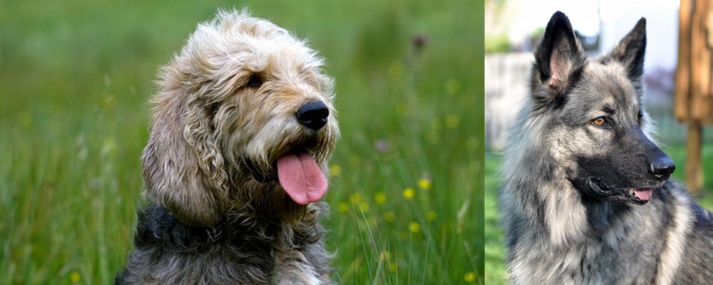 Shiloh Shepherd vs Otterhound - Breed Comparison
