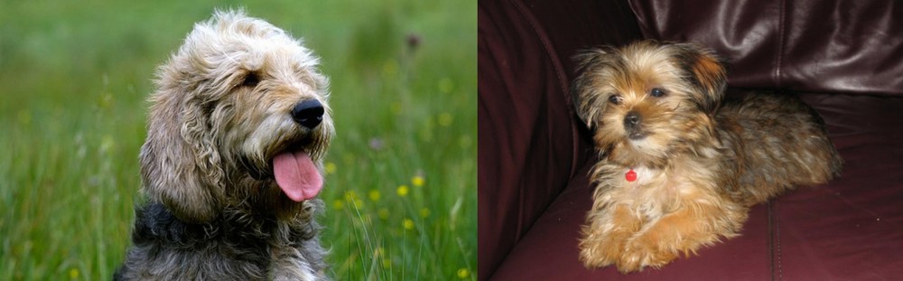 Shorkie vs Otterhound - Breed Comparison