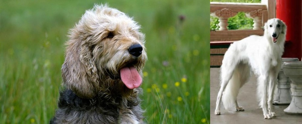 Silken Windhound vs Otterhound - Breed Comparison