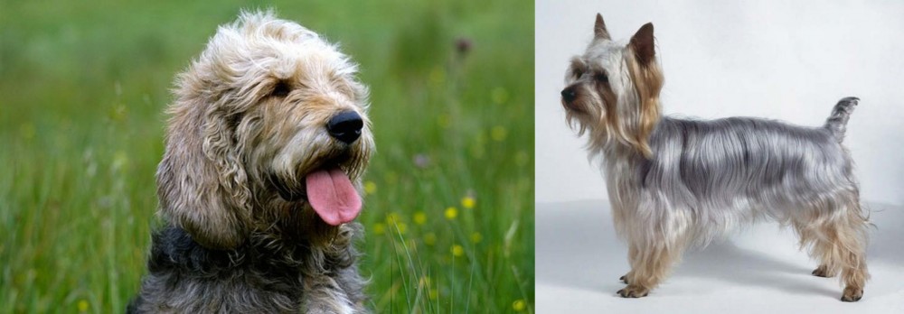 Silky Terrier vs Otterhound - Breed Comparison