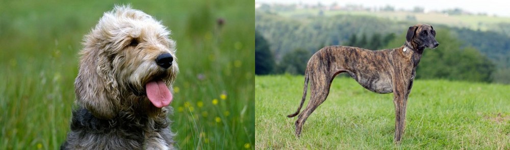 Sloughi vs Otterhound - Breed Comparison