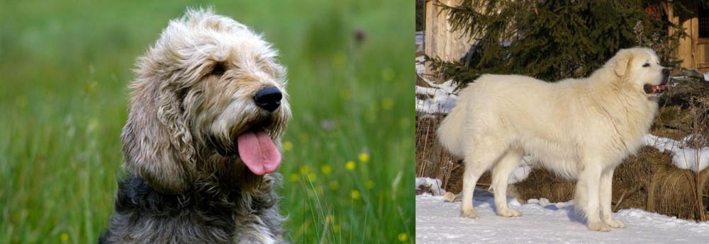 Slovak Cuvac vs Otterhound - Breed Comparison