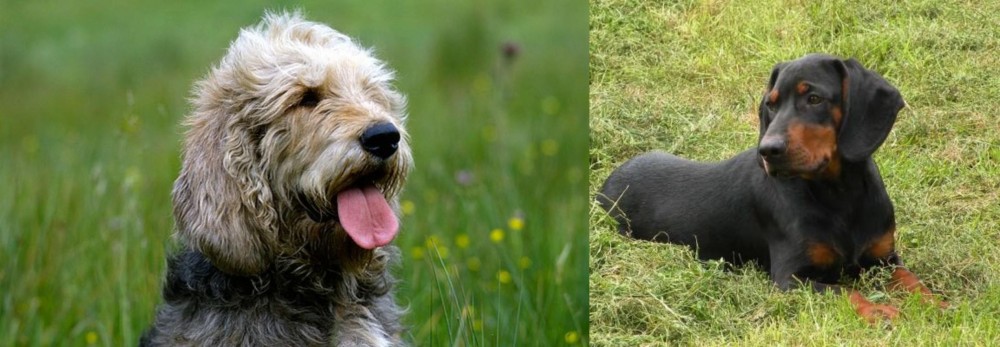 Slovakian Hound vs Otterhound - Breed Comparison