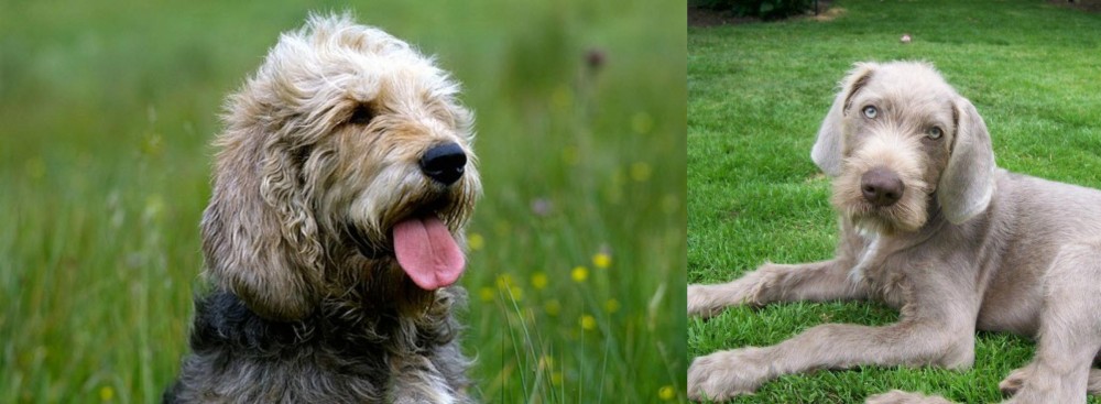 Slovakian Rough Haired Pointer vs Otterhound - Breed Comparison