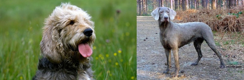Slovensky Hrubosrsty Stavac vs Otterhound - Breed Comparison