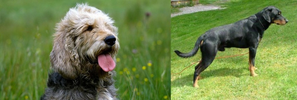 Smalandsstovare vs Otterhound - Breed Comparison