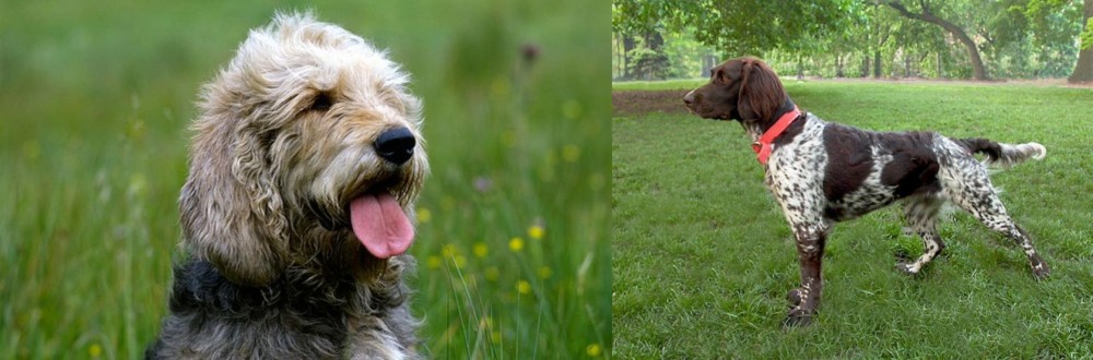 Small Munsterlander vs Otterhound - Breed Comparison