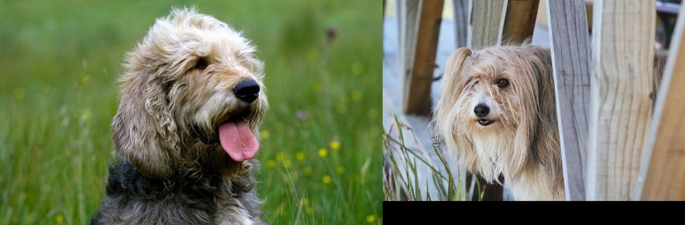 Smithfield vs Otterhound - Breed Comparison