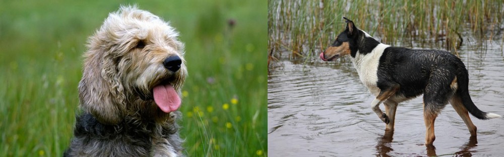 Smooth Collie vs Otterhound - Breed Comparison