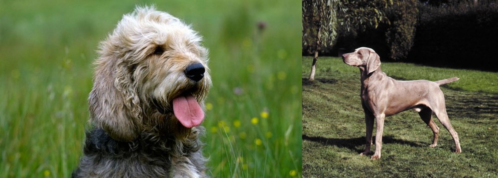 Smooth Haired Weimaraner vs Otterhound - Breed Comparison