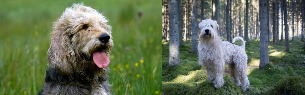 Soft-Coated Wheaten Terrier vs Otterhound - Breed Comparison