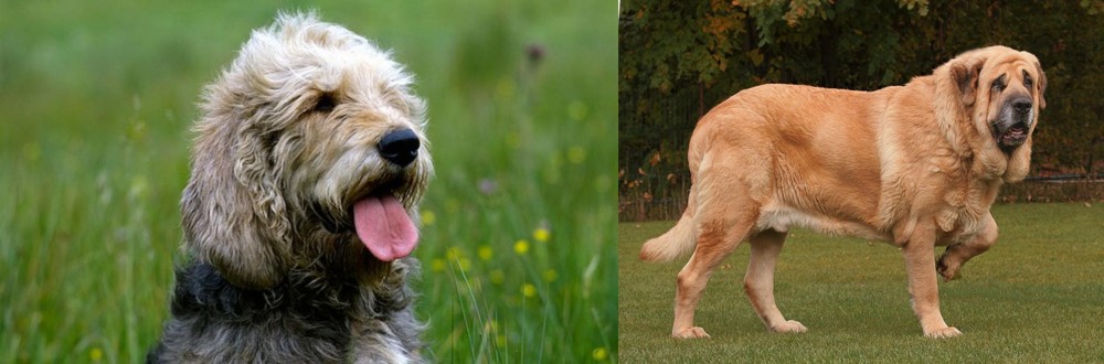 Spanish Mastiff vs Otterhound - Breed Comparison
