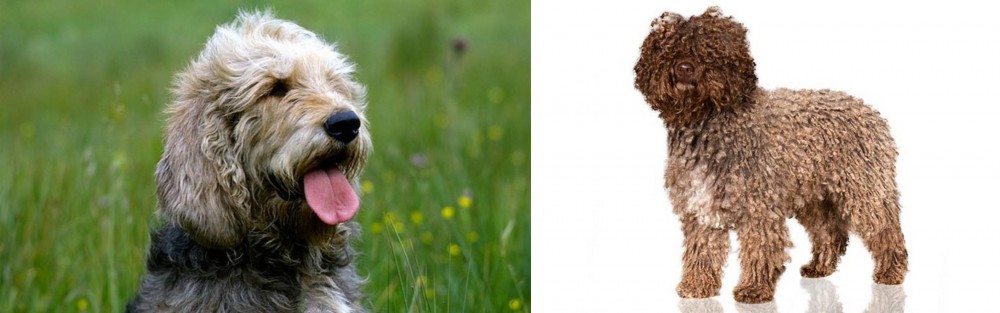 Spanish Water Dog vs Otterhound - Breed Comparison