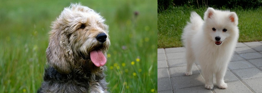 Spitz vs Otterhound - Breed Comparison