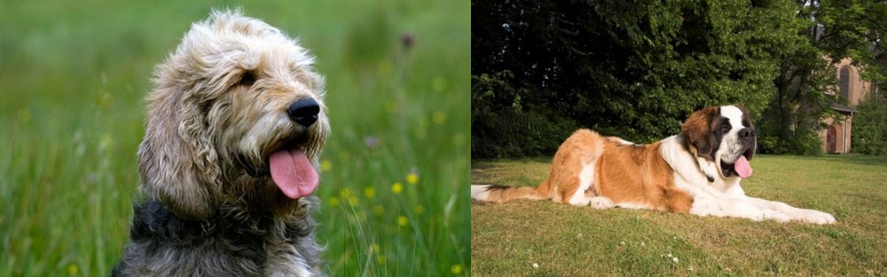 St. Bernard vs Otterhound - Breed Comparison