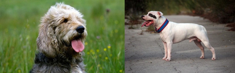 Staffordshire Bull Terrier vs Otterhound - Breed Comparison