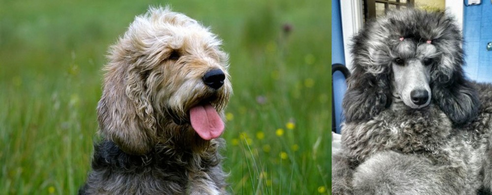 Standard Poodle vs Otterhound - Breed Comparison