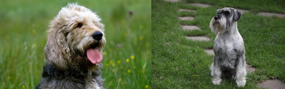 Standard Schnauzer vs Otterhound - Breed Comparison