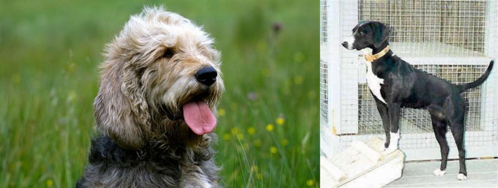 Stephens Stock vs Otterhound - Breed Comparison