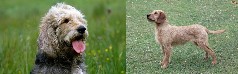 Styrian Coarse Haired Hound vs Otterhound - Breed Comparison