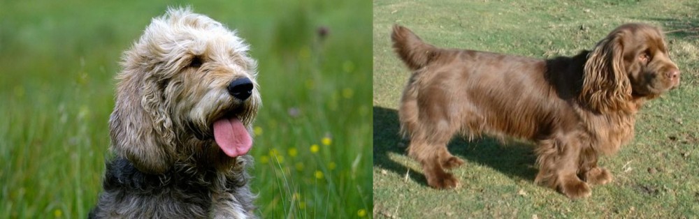 Sussex Spaniel vs Otterhound - Breed Comparison