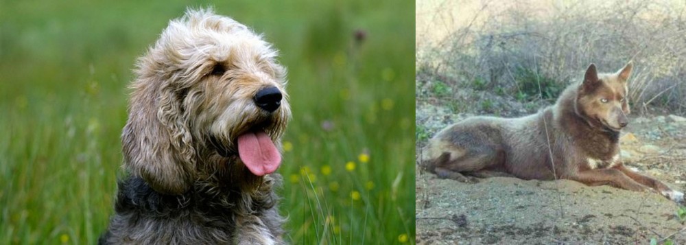 Tahltan Bear Dog vs Otterhound - Breed Comparison