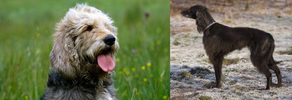 Taigan vs Otterhound - Breed Comparison
