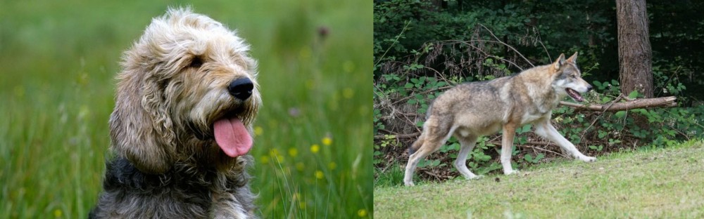 Tamaskan vs Otterhound - Breed Comparison
