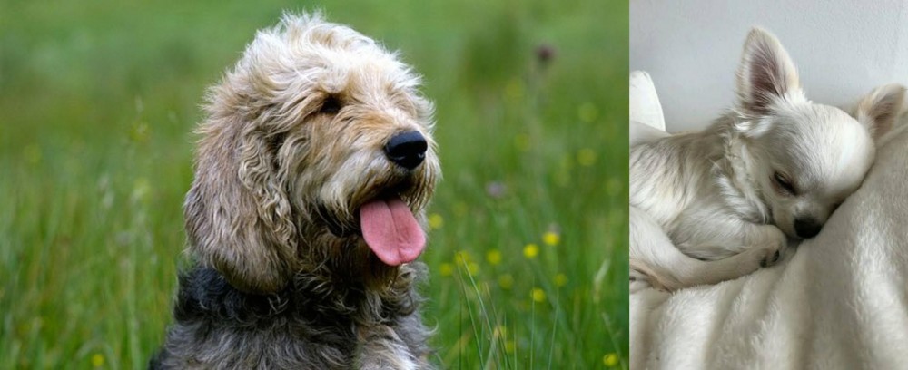 Tea Cup Chihuahua vs Otterhound - Breed Comparison