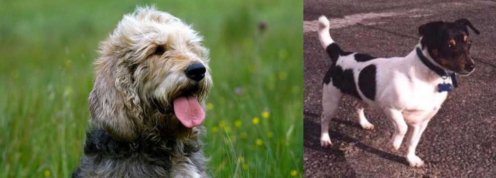 Teddy Roosevelt Terrier vs Otterhound - Breed Comparison