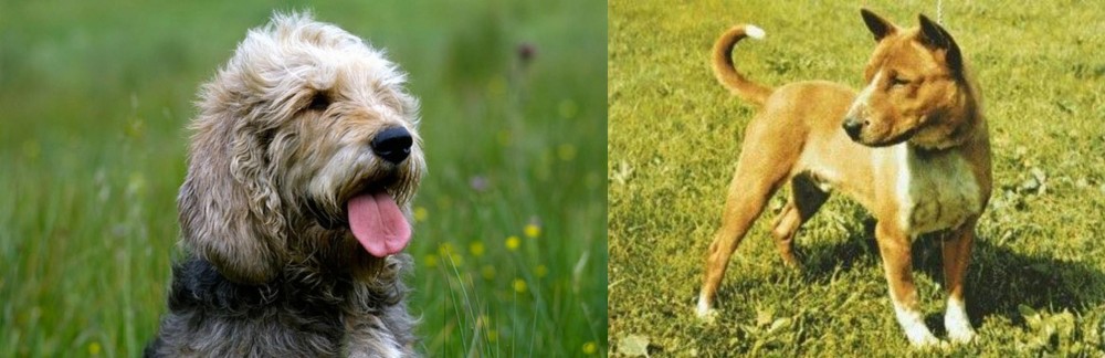 Telomian vs Otterhound - Breed Comparison