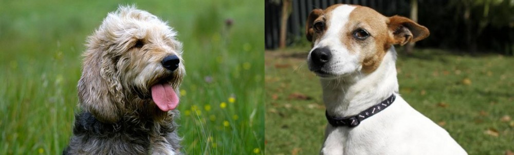 Tenterfield Terrier vs Otterhound - Breed Comparison