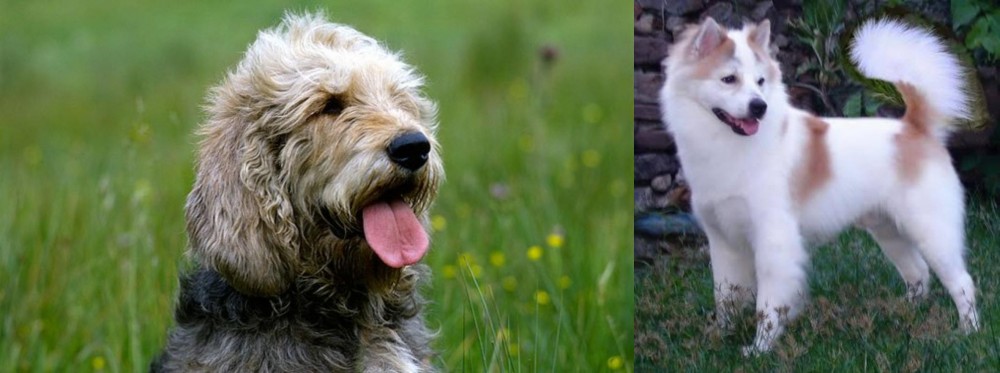 Thai Bangkaew vs Otterhound - Breed Comparison
