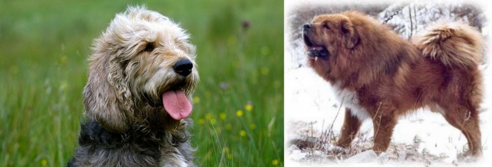 Tibetan Kyi Apso vs Otterhound - Breed Comparison