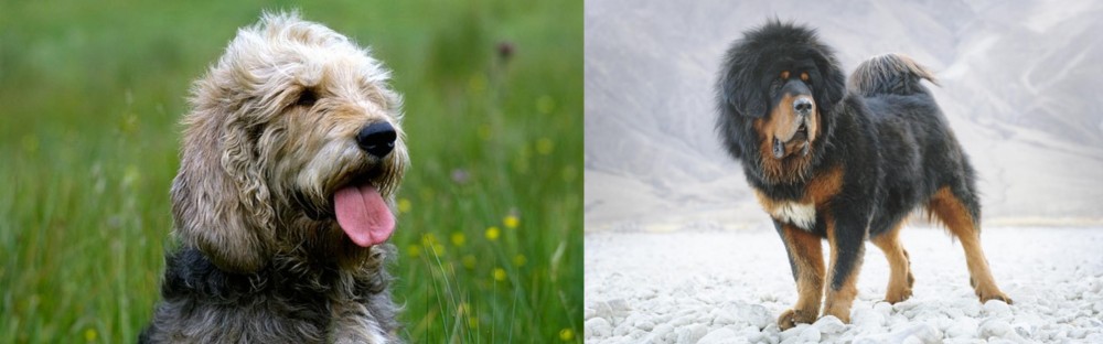 Tibetan Mastiff vs Otterhound - Breed Comparison