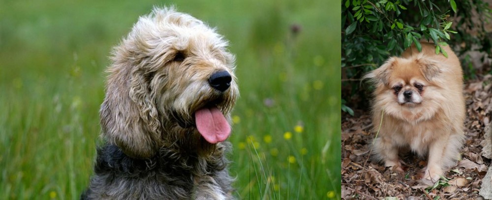 Tibetan Spaniel vs Otterhound - Breed Comparison