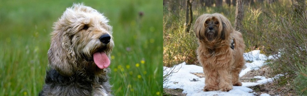 Tibetan Terrier vs Otterhound - Breed Comparison