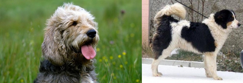 Tornjak vs Otterhound - Breed Comparison