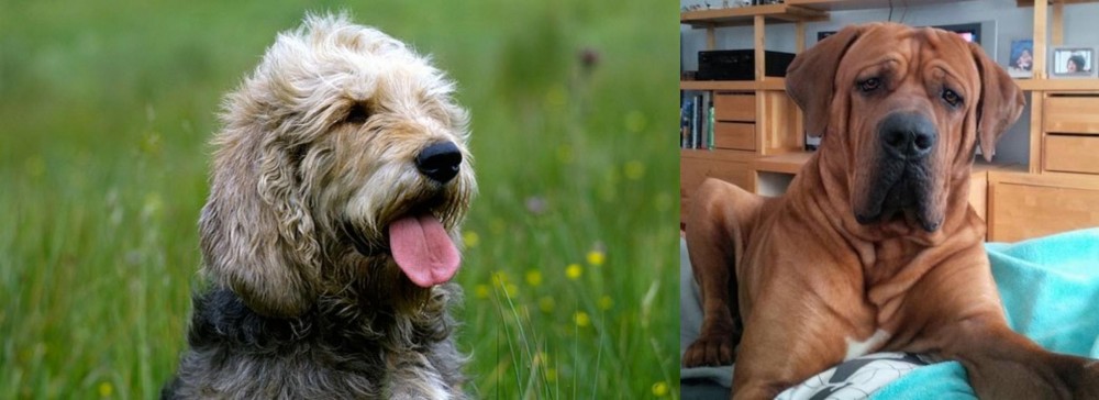 Tosa vs Otterhound - Breed Comparison