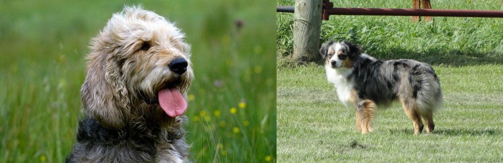 Toy Australian Shepherd vs Otterhound - Breed Comparison