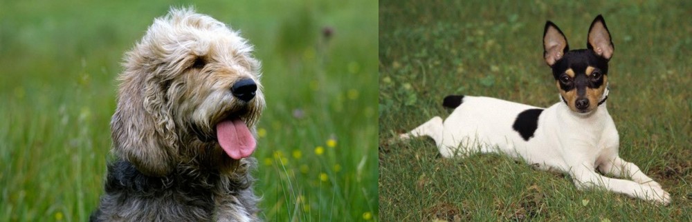 Toy Fox Terrier vs Otterhound - Breed Comparison