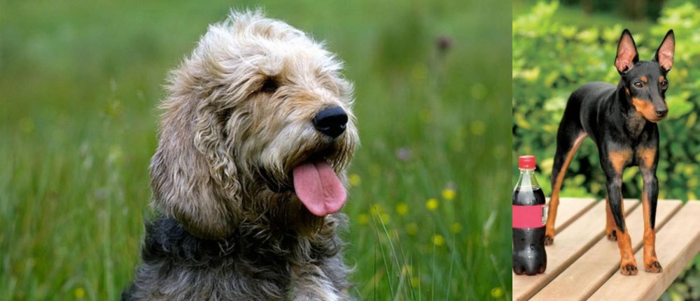 Toy Manchester Terrier vs Otterhound - Breed Comparison