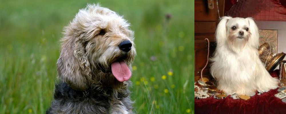 Toy Mi-Ki vs Otterhound - Breed Comparison