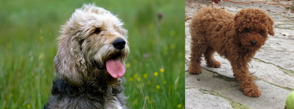 Toy Poodle vs Otterhound - Breed Comparison