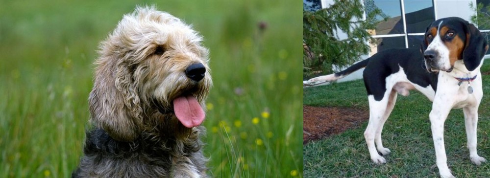 Treeing Walker Coonhound vs Otterhound - Breed Comparison